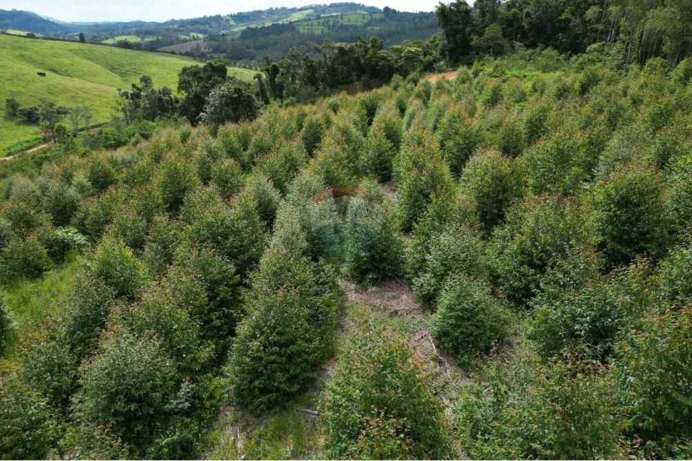 Fazenda à Venda em Caconde - SP - Foto 5