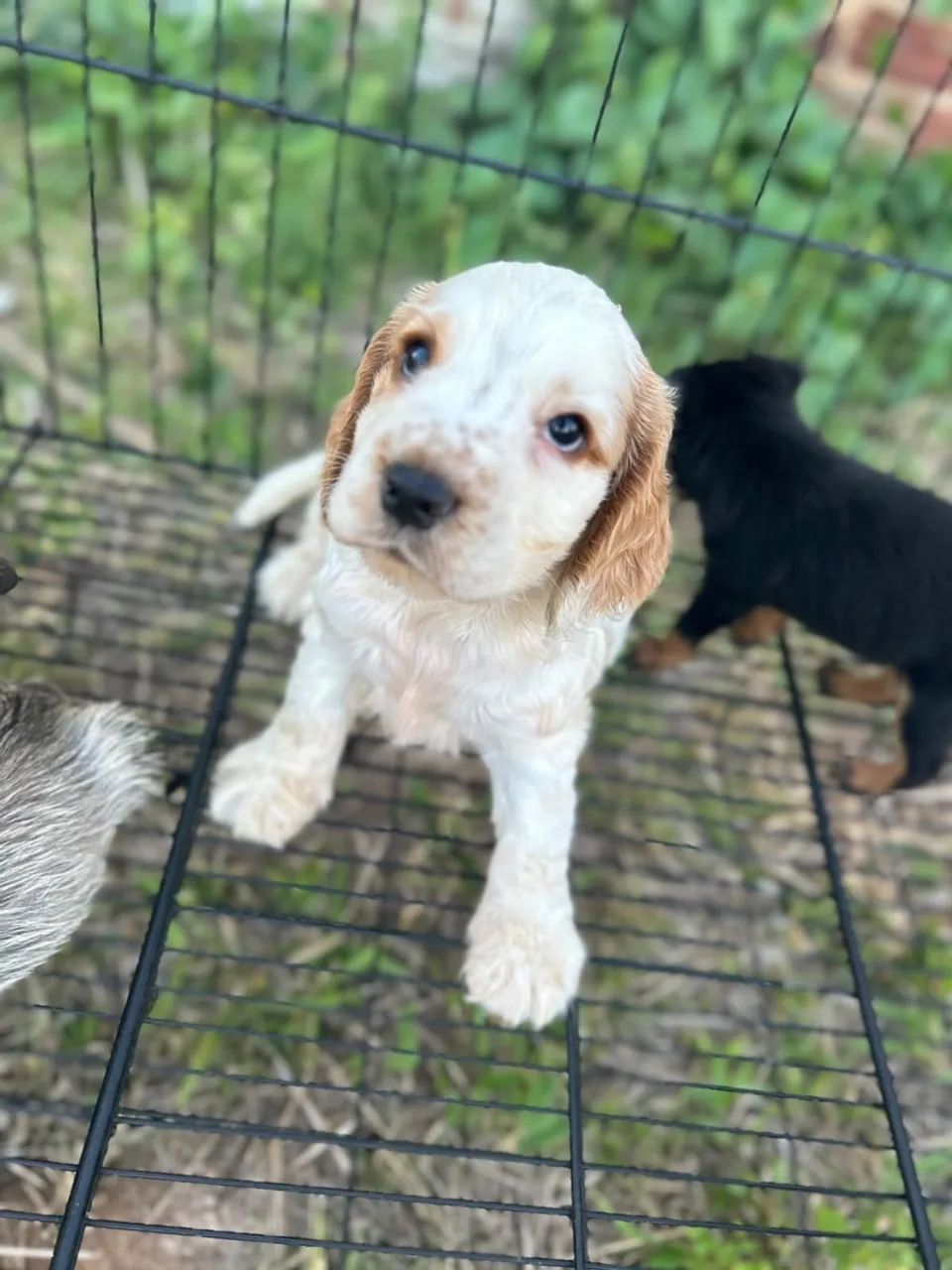 Cocker macho  - Foto 4