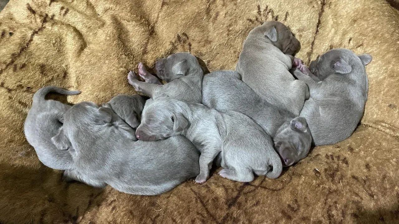 Filhotes Puros de Weimaraner  - Foto 2