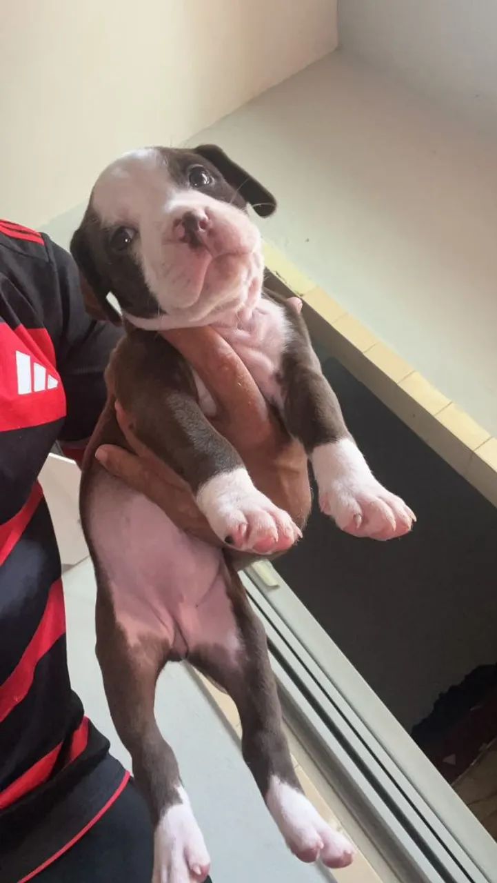 American Bully