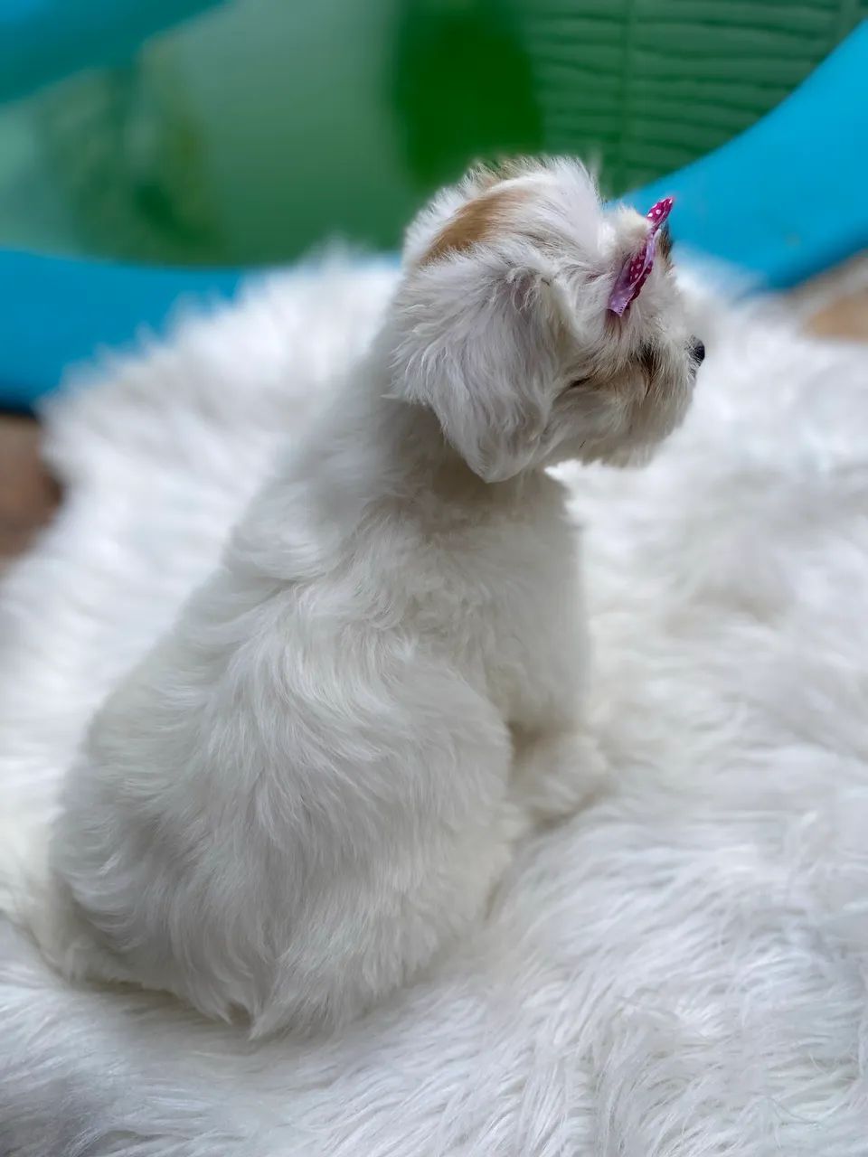 Lhasa apso fêmea  - Foto 2