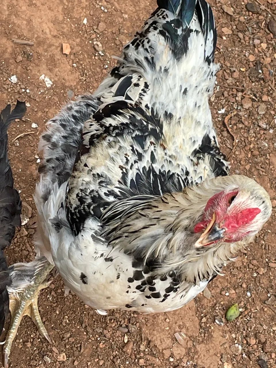 Frango Brahma