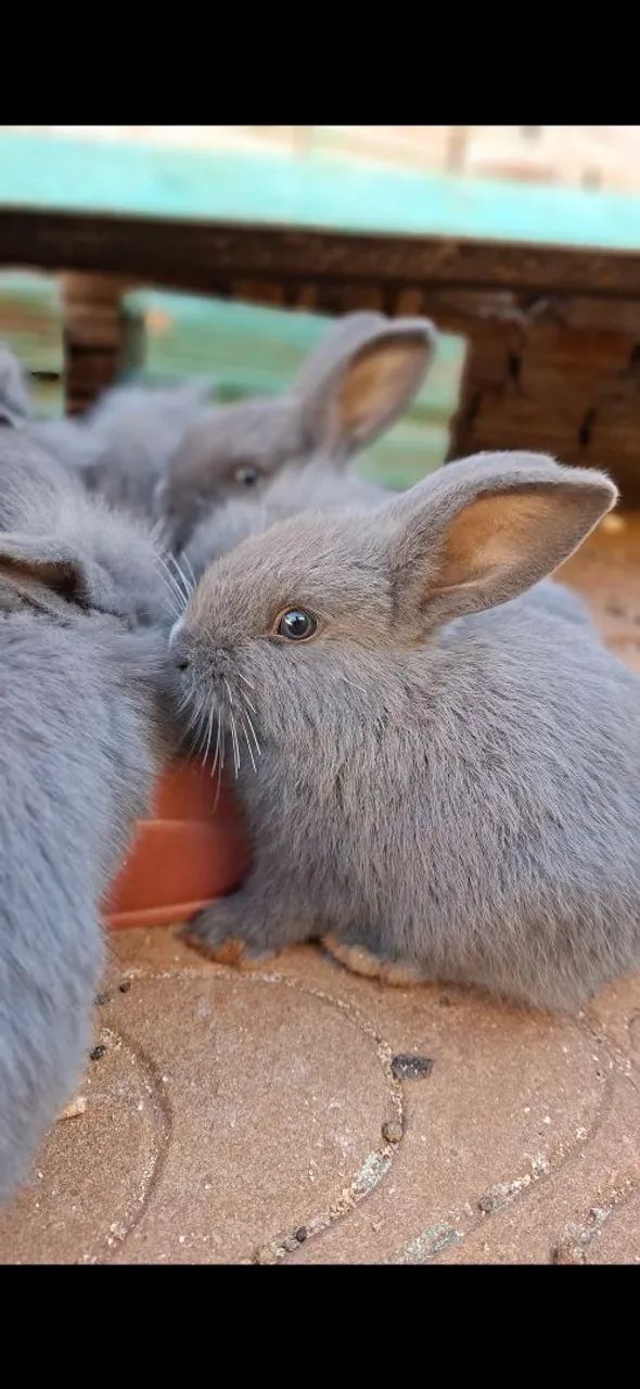 Coelhos - Foto 2