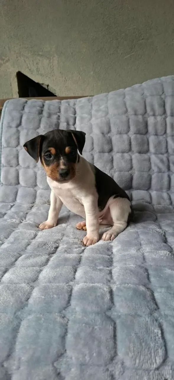 Vendo  fox paulistinha terrier  - Foto 3