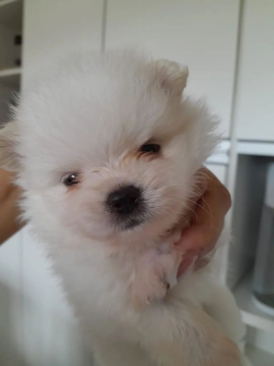 Spitz alemão  - Foto 2