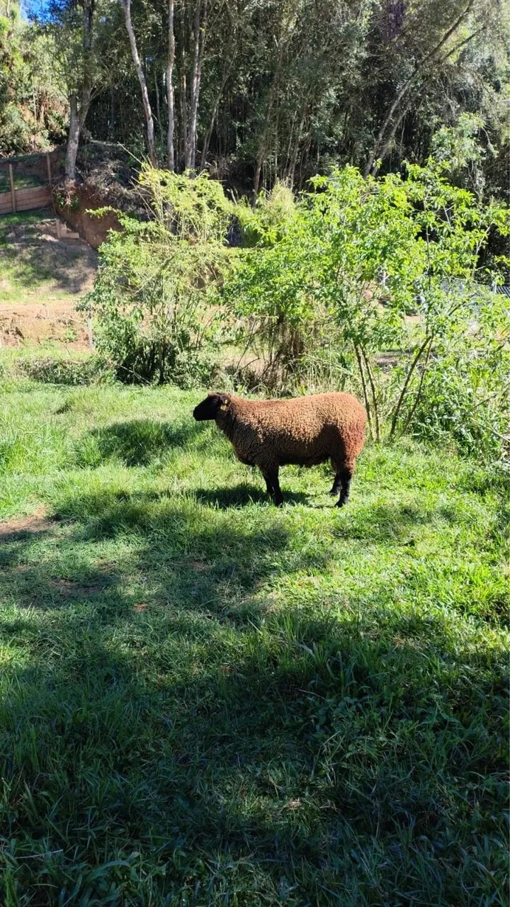Chibarro ille france - Foto 2