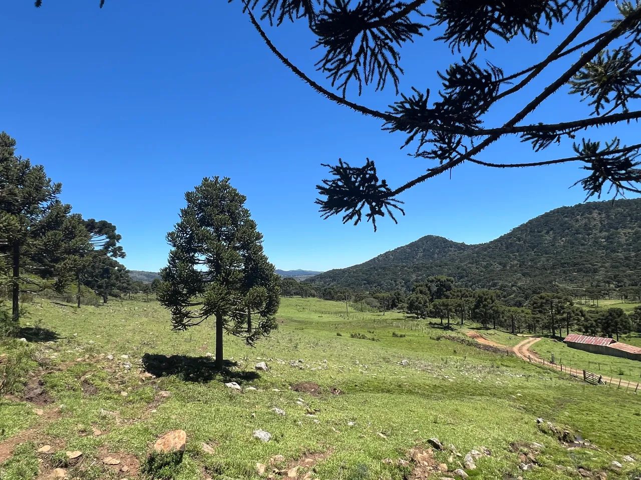 Fazenda em Urubici - 131 hectares 