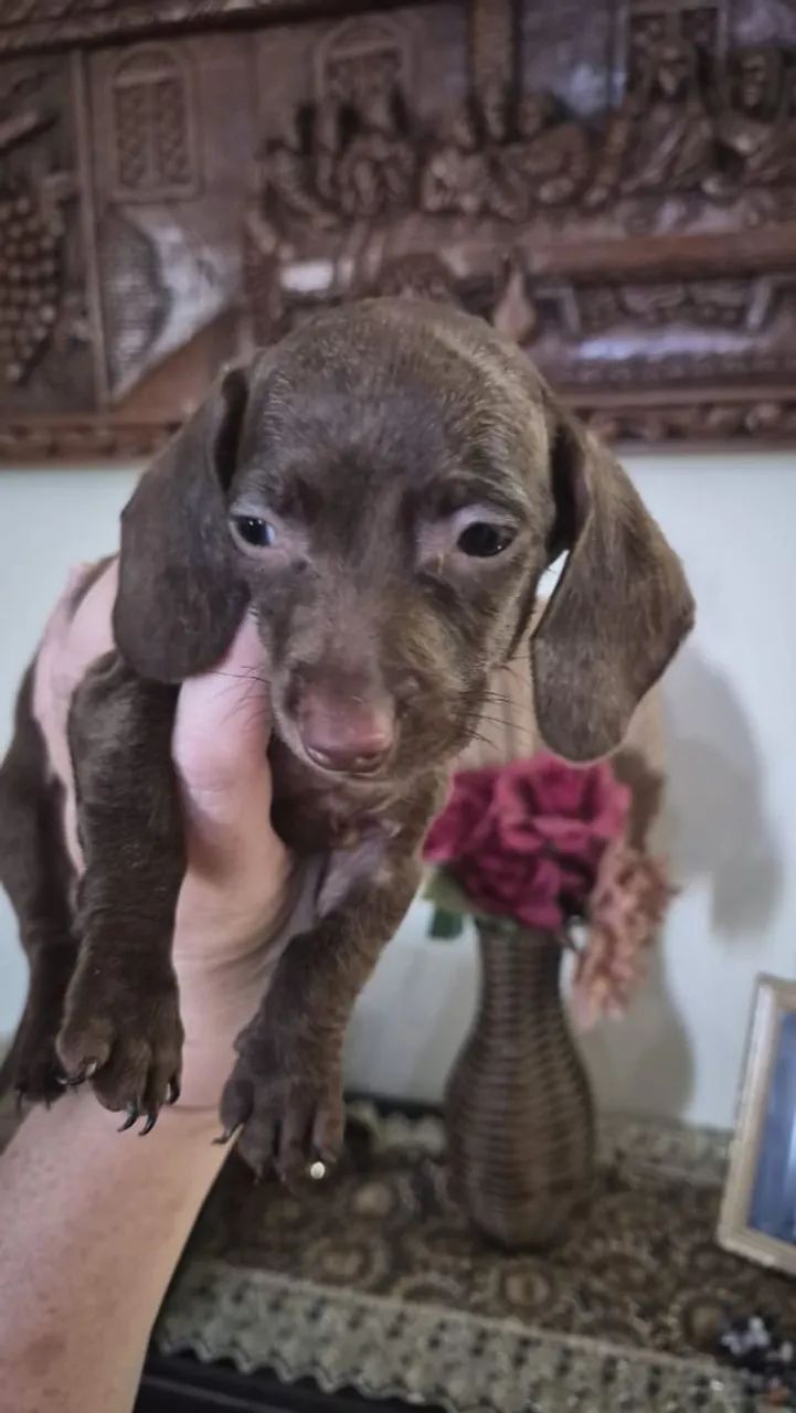 Dachshund  Kanichen