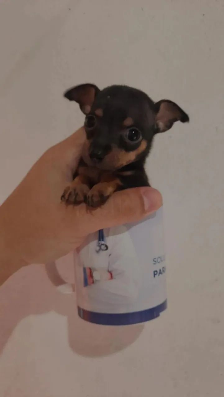Pinche 0 - Foto 3
