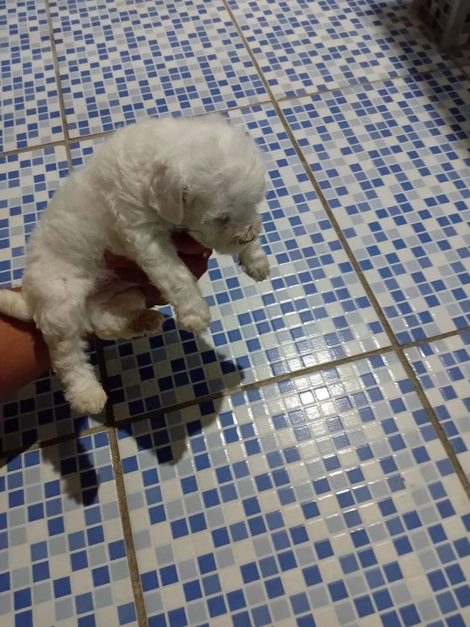 Poodle toy - Foto 3