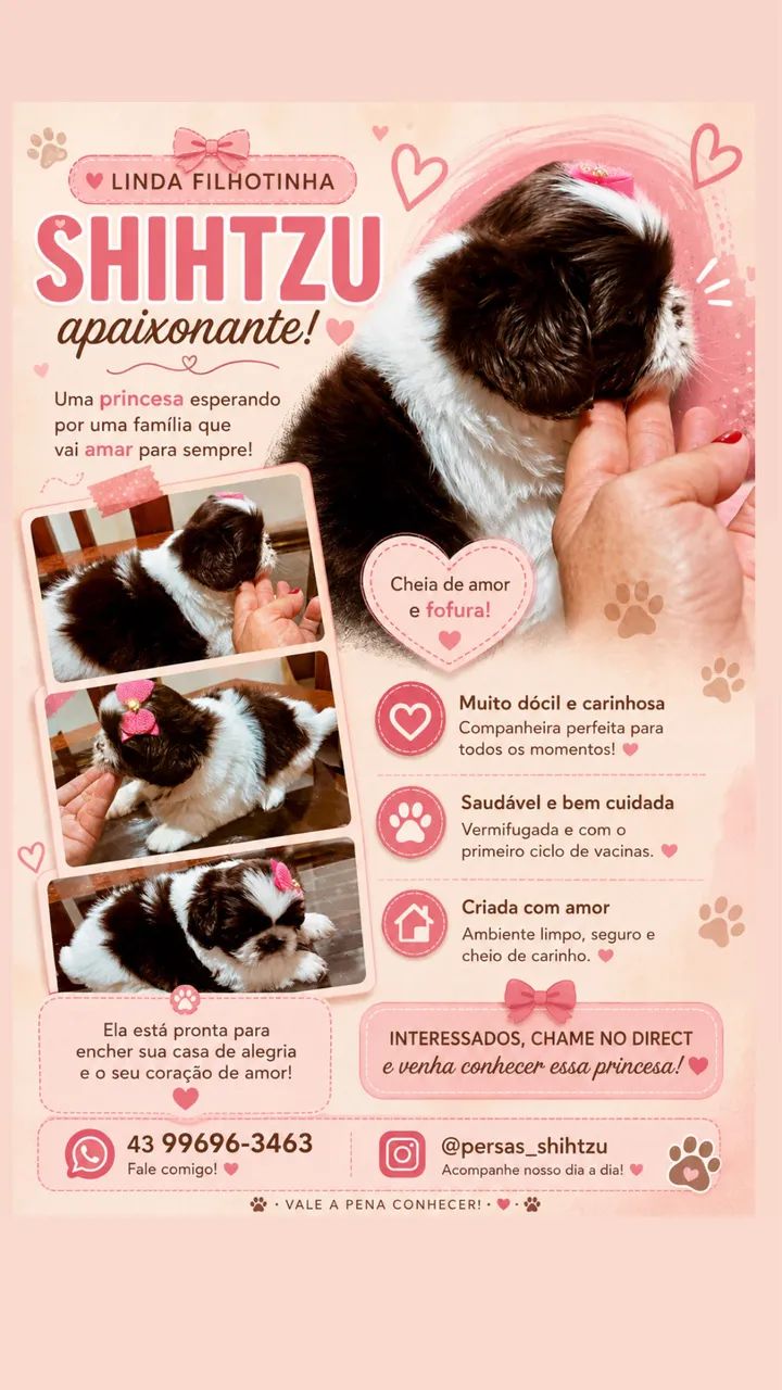 Shihtzu fêmea 