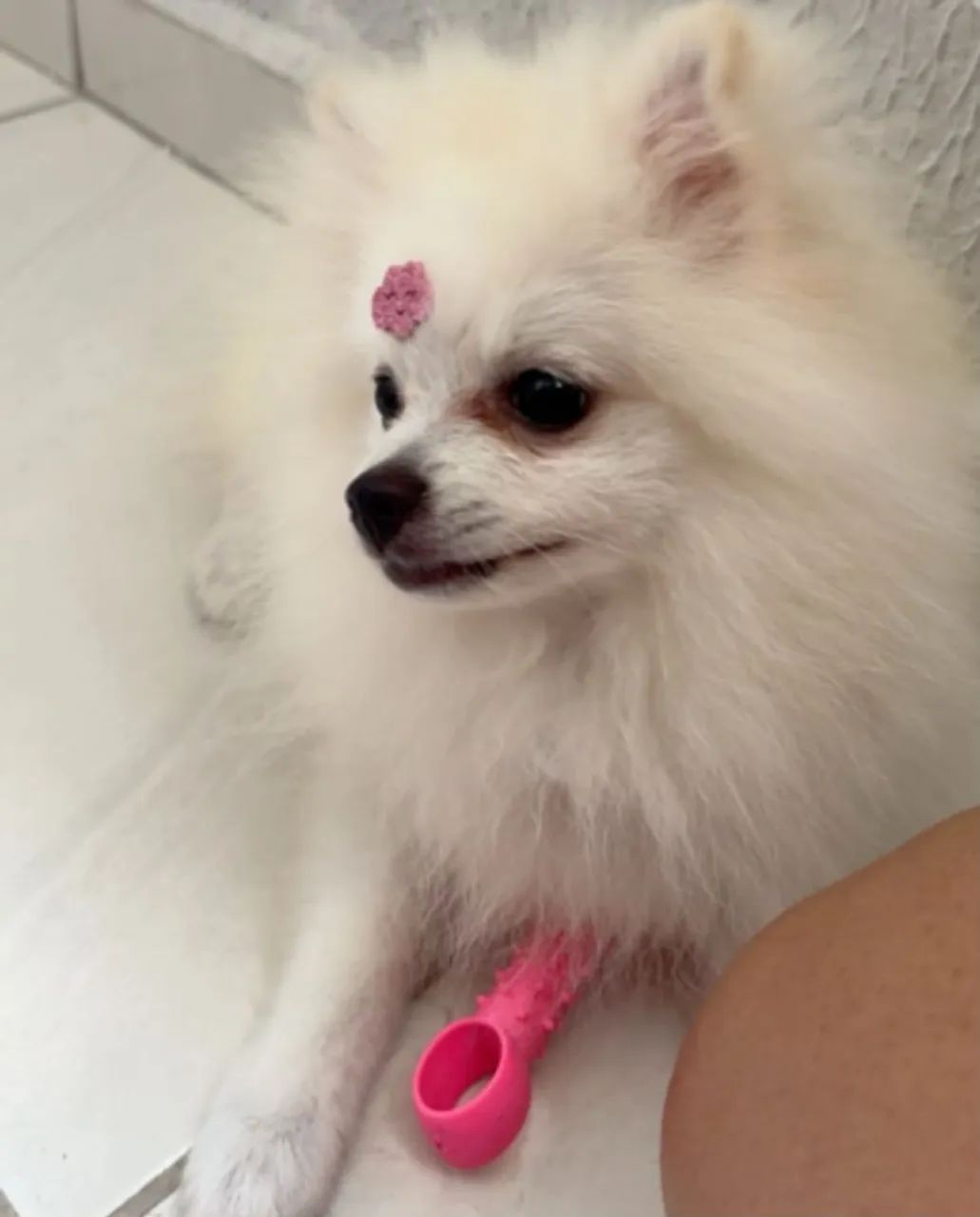 Lulu  - Foto 2
