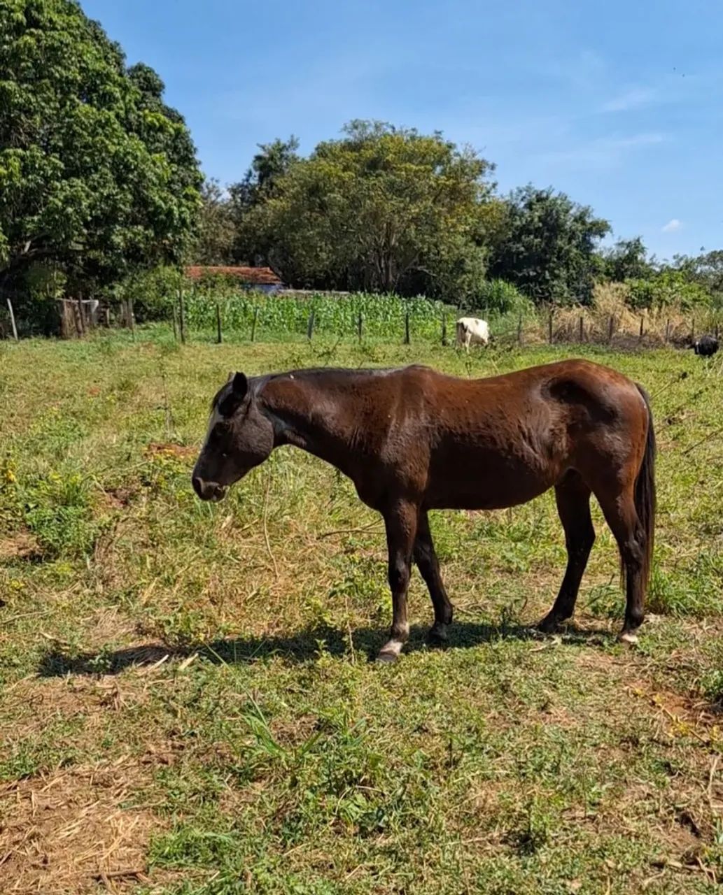 Cavalo QM