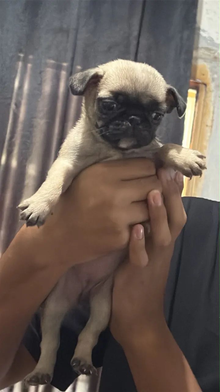 Filhotes de pug