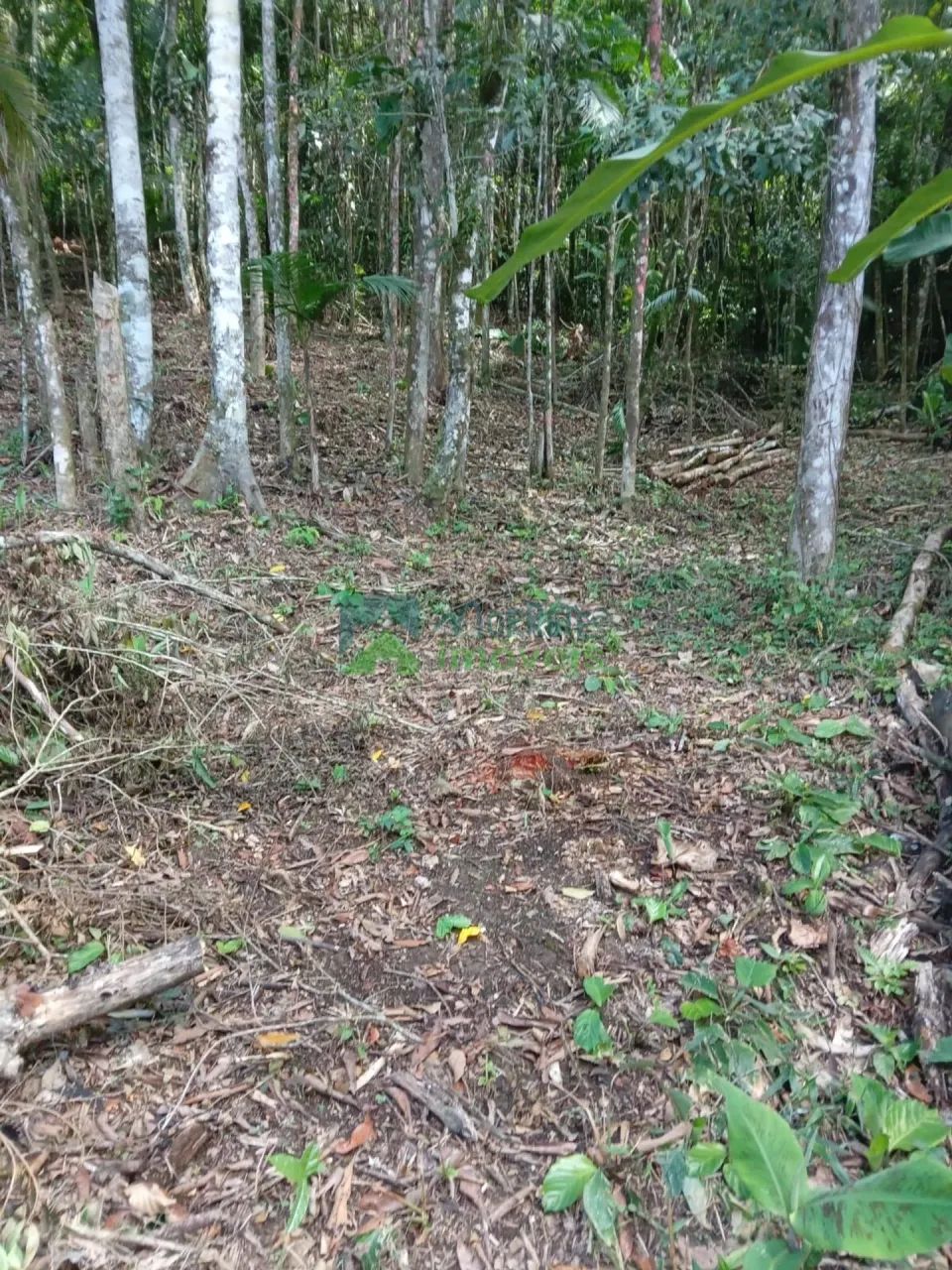 Chácara / Terreno - Foto 5