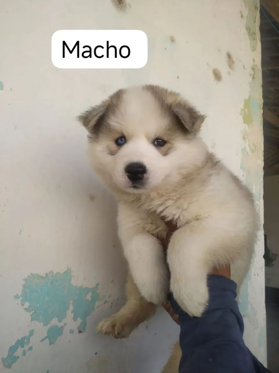 Husky siberiano 