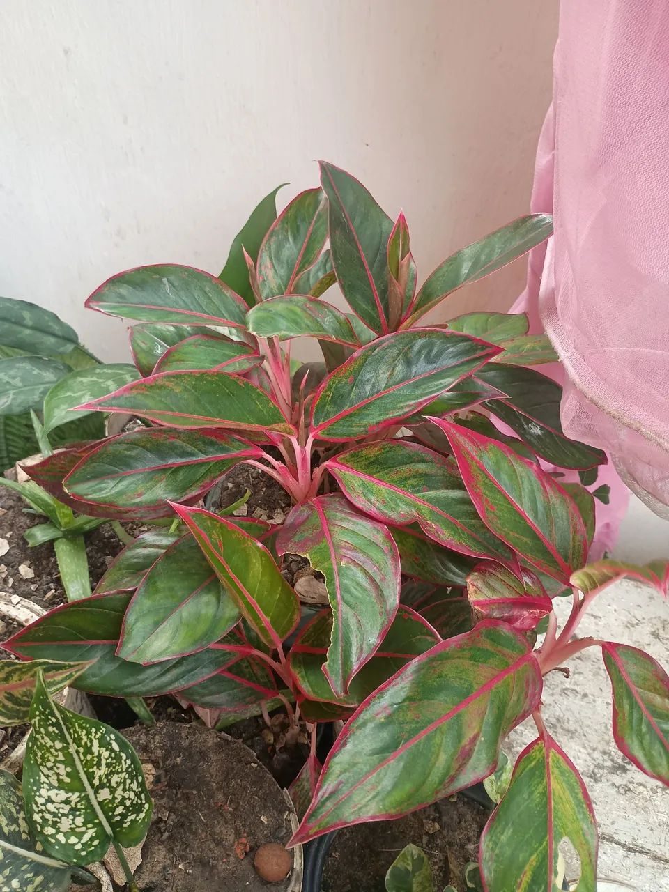 Vende-se plantas - Foto 2