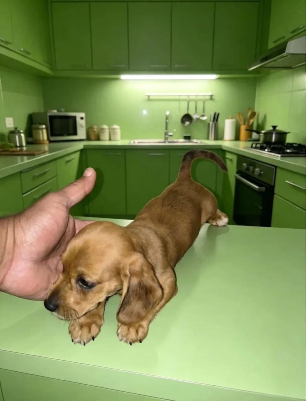 Cachorro a venda 