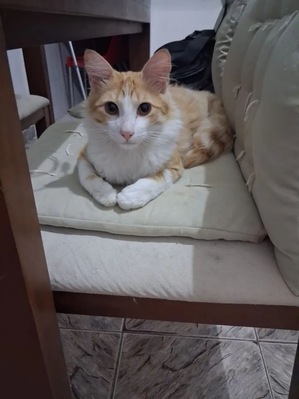 Doação de gatos  - Foto 2