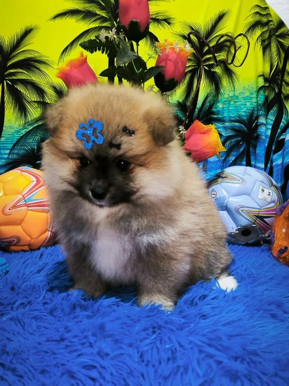 Spitz alemão macho ( porte pequeno) - Foto 2