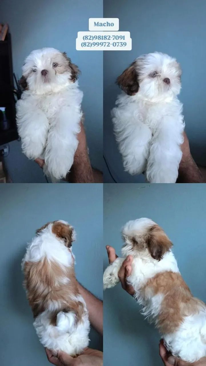 ShihTzu filhotes 
