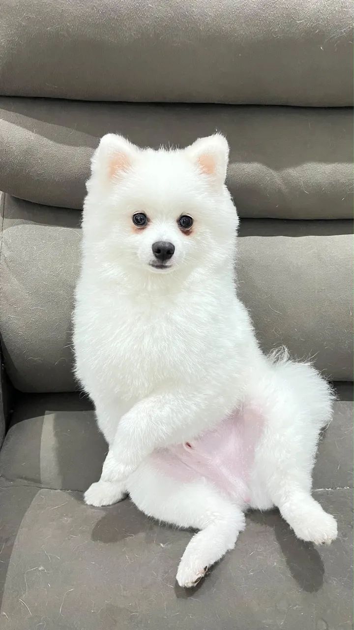 Spitz Alemão - Foto 5