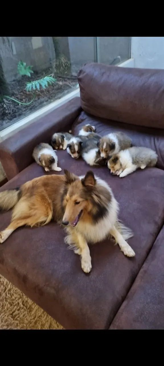 Filhote Pastor de Shetland BH - Foto 3