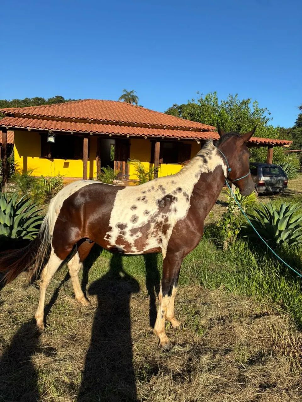 Potro Mangalarga Marchador