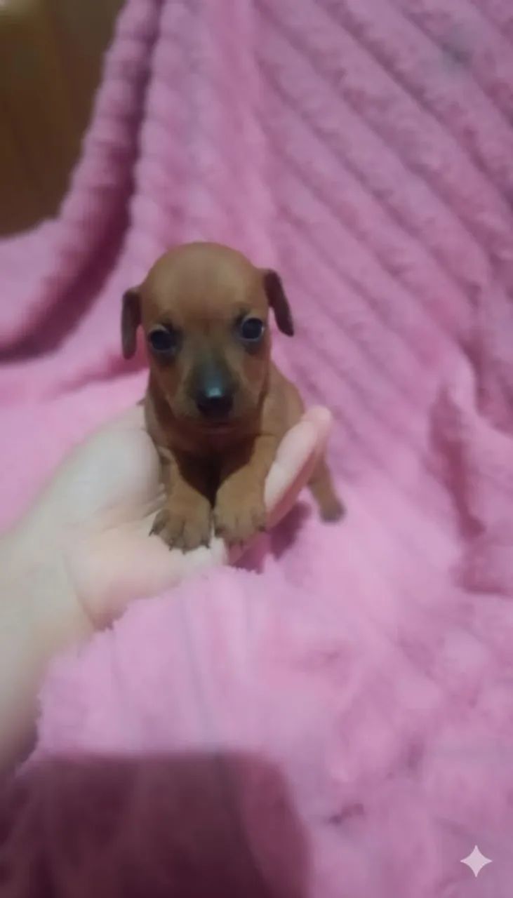 Pinscher zero fêmea  - Foto 2