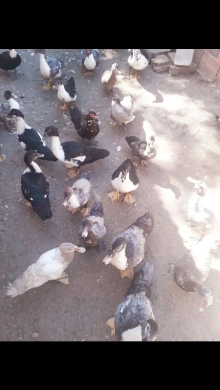 Aves - Foto 2