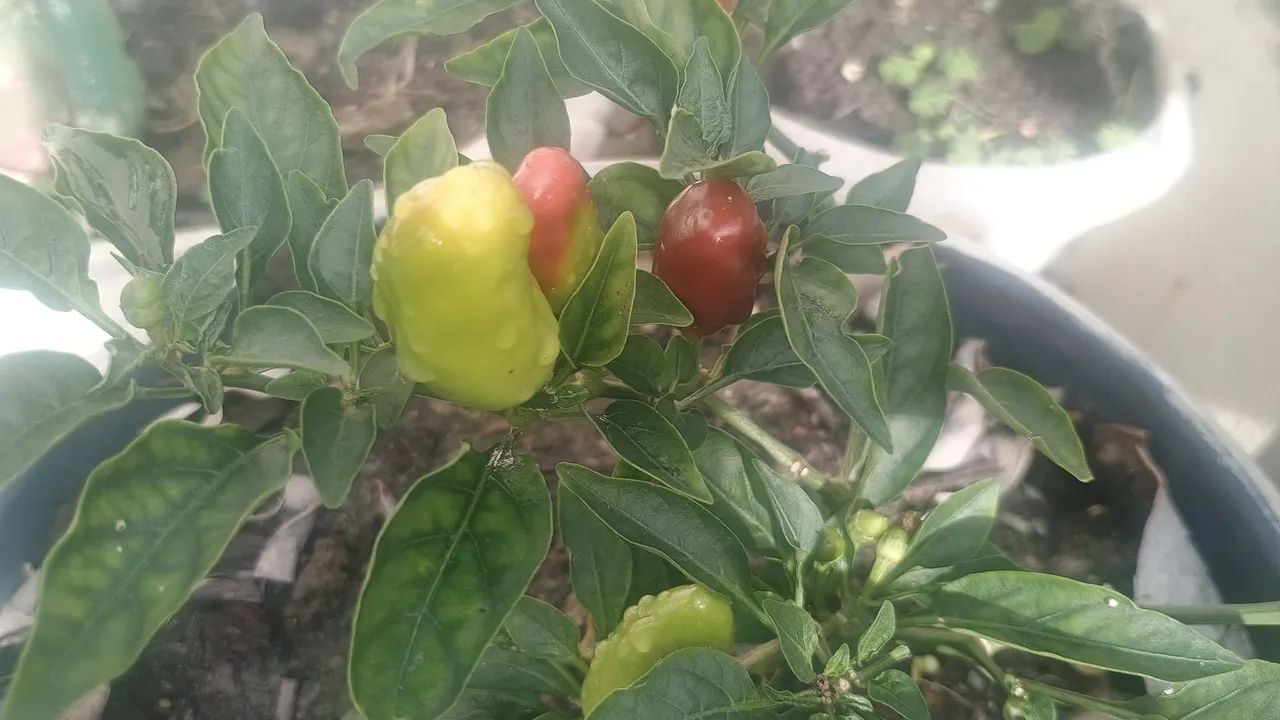 Pimenta Carolina Reaper in natura  - Foto 2