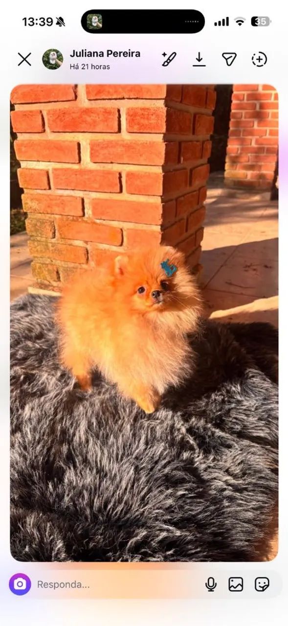 Lulu / Spitz Alemão  - Foto 4