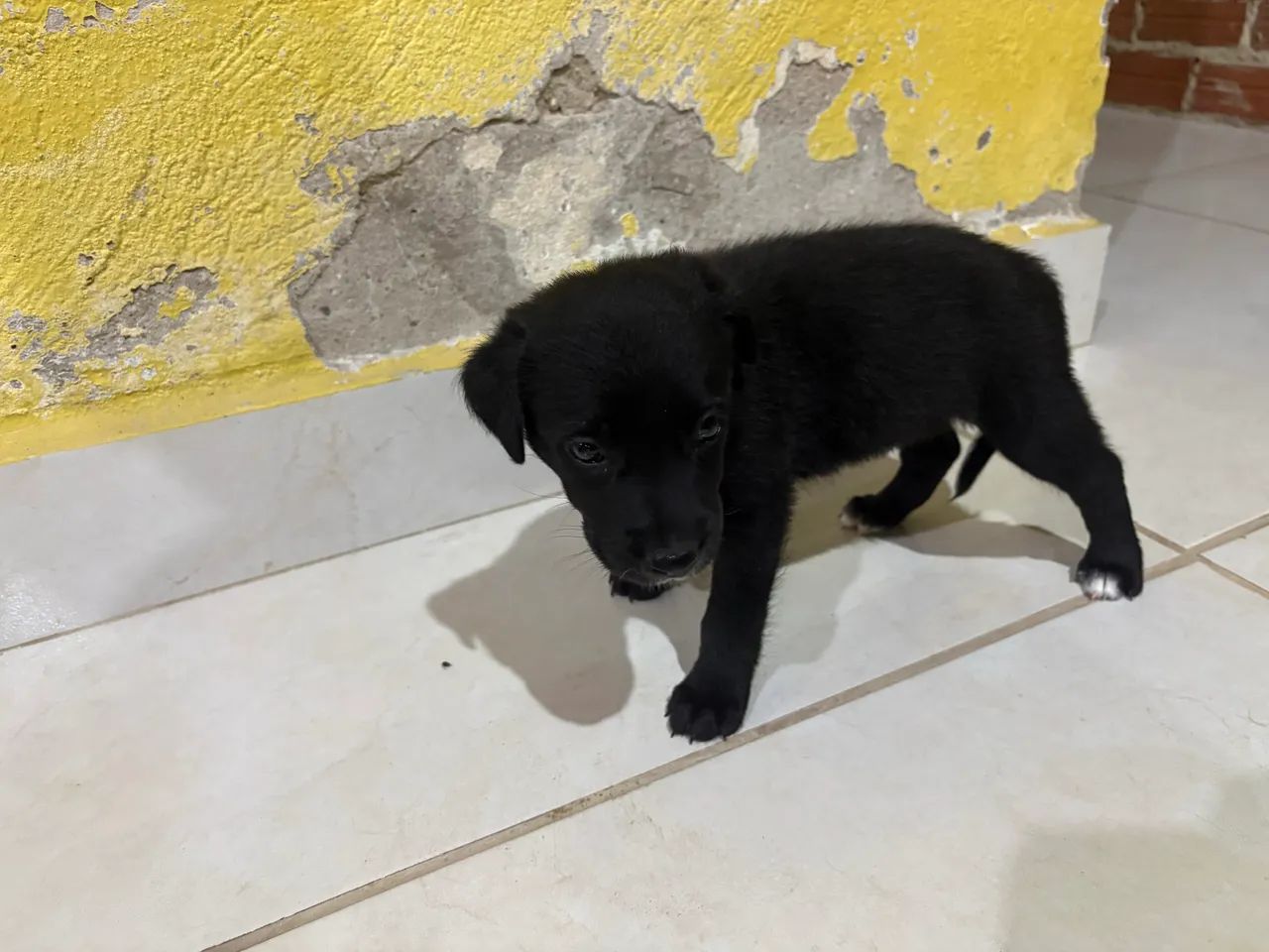 Filhotes de Pastor com Dalmata - Foto 4
