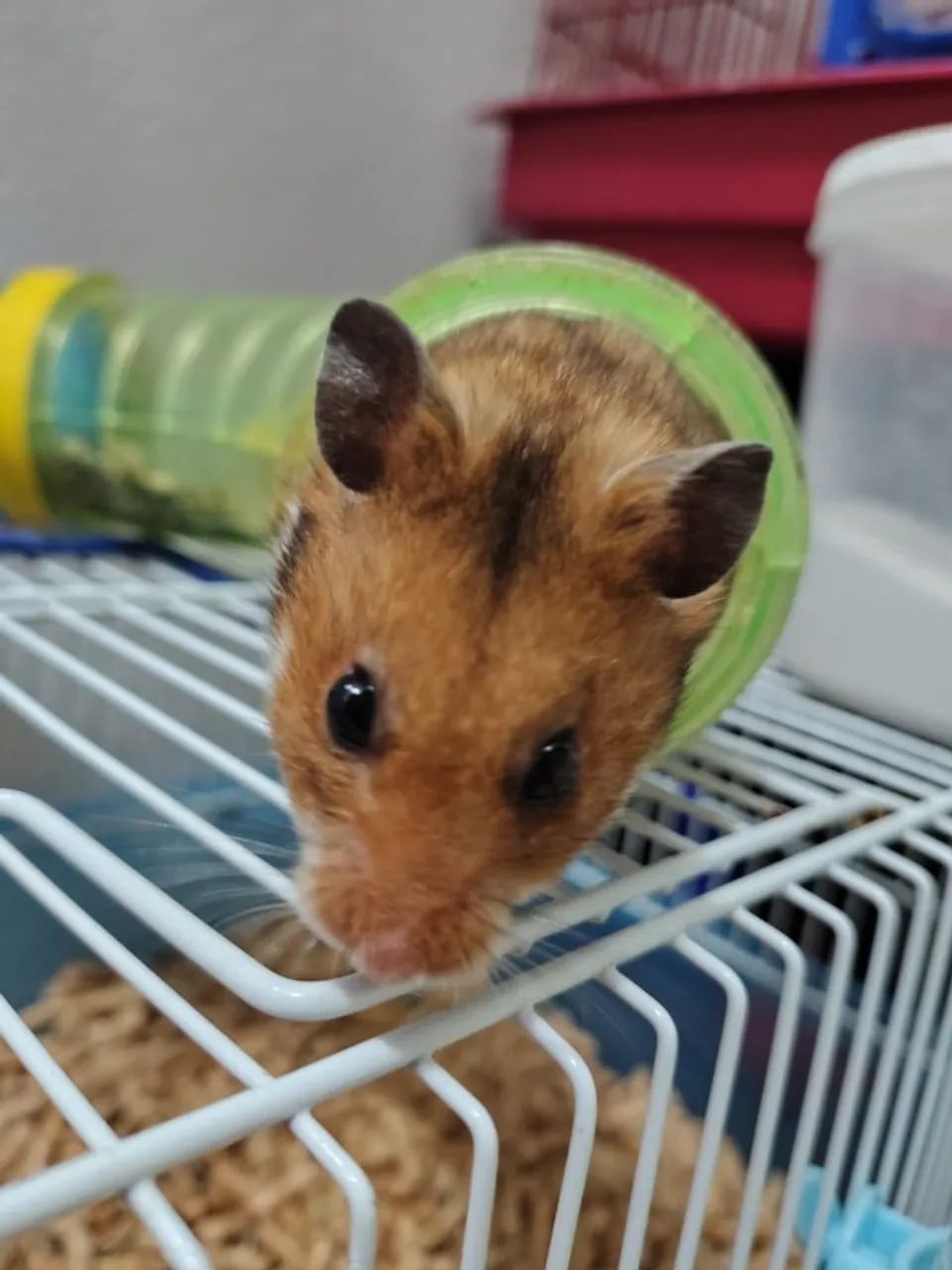 Hamster sirio