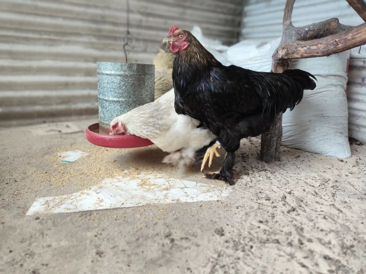 Galo - Foto 4
