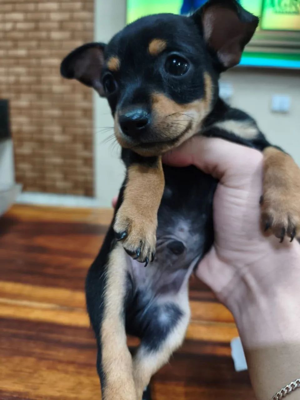 Pinscher  (tamanho 1) - Foto 2