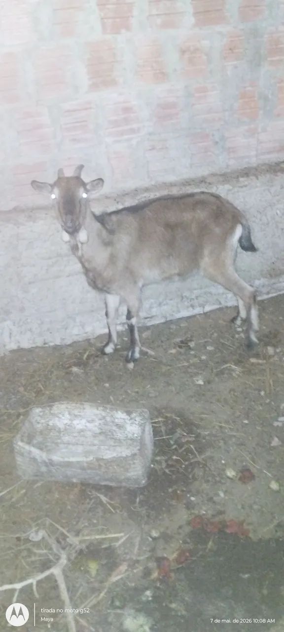 Vende se cabra 