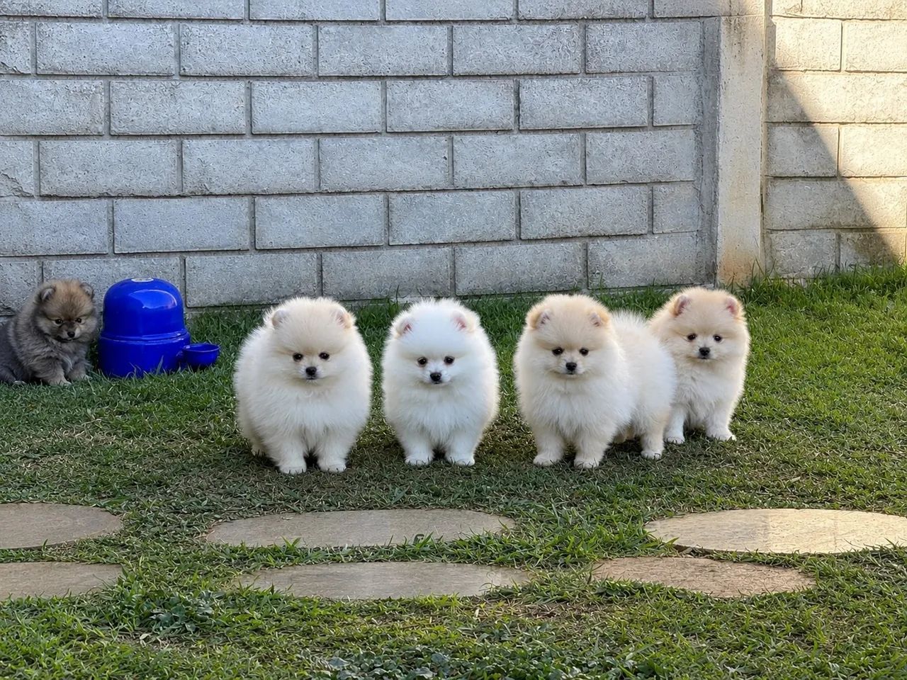 Spitz Ursinhos Machos