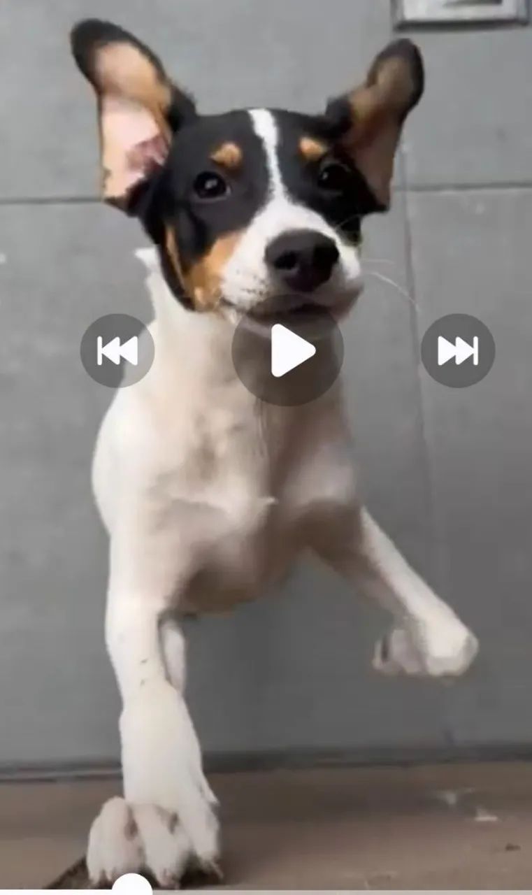 Doa se lindo cachorrinho,  4 meses, vermifugado, vacinado  -Mooca SP - Foto 4