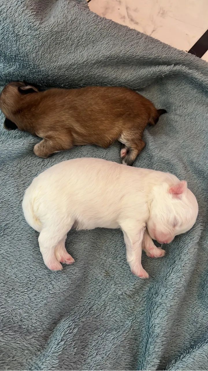 Cachorro  - Foto 4