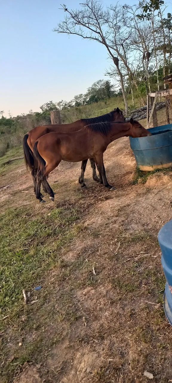 Cavalos - Foto 4