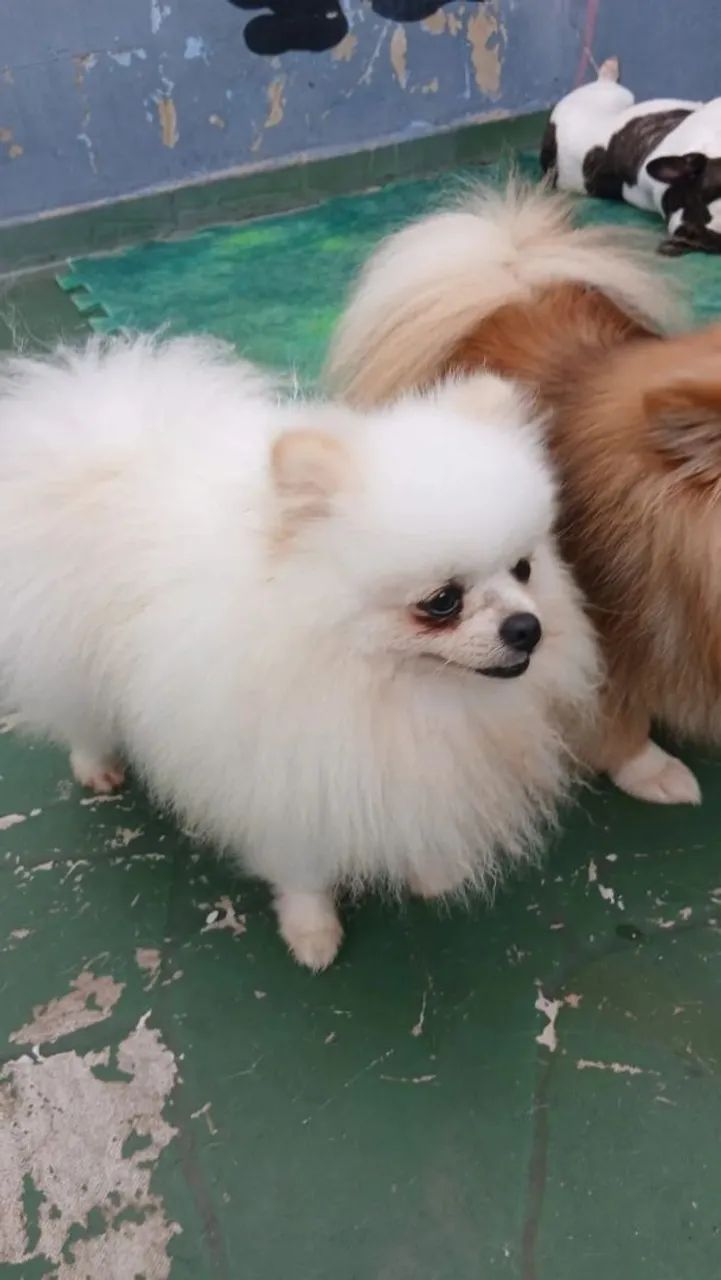Macho Spitz anão cobertura  - Foto 3
