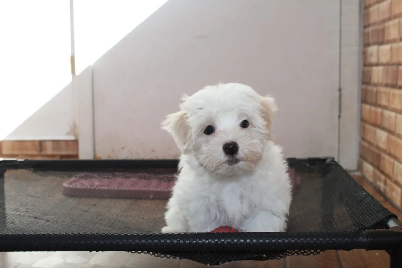 Maltês micro  - Foto 3
