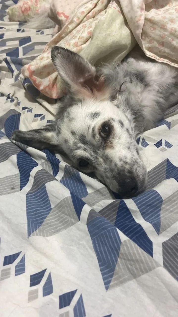 ADOÇÃO RESPONSÁVEL  - Foto 4