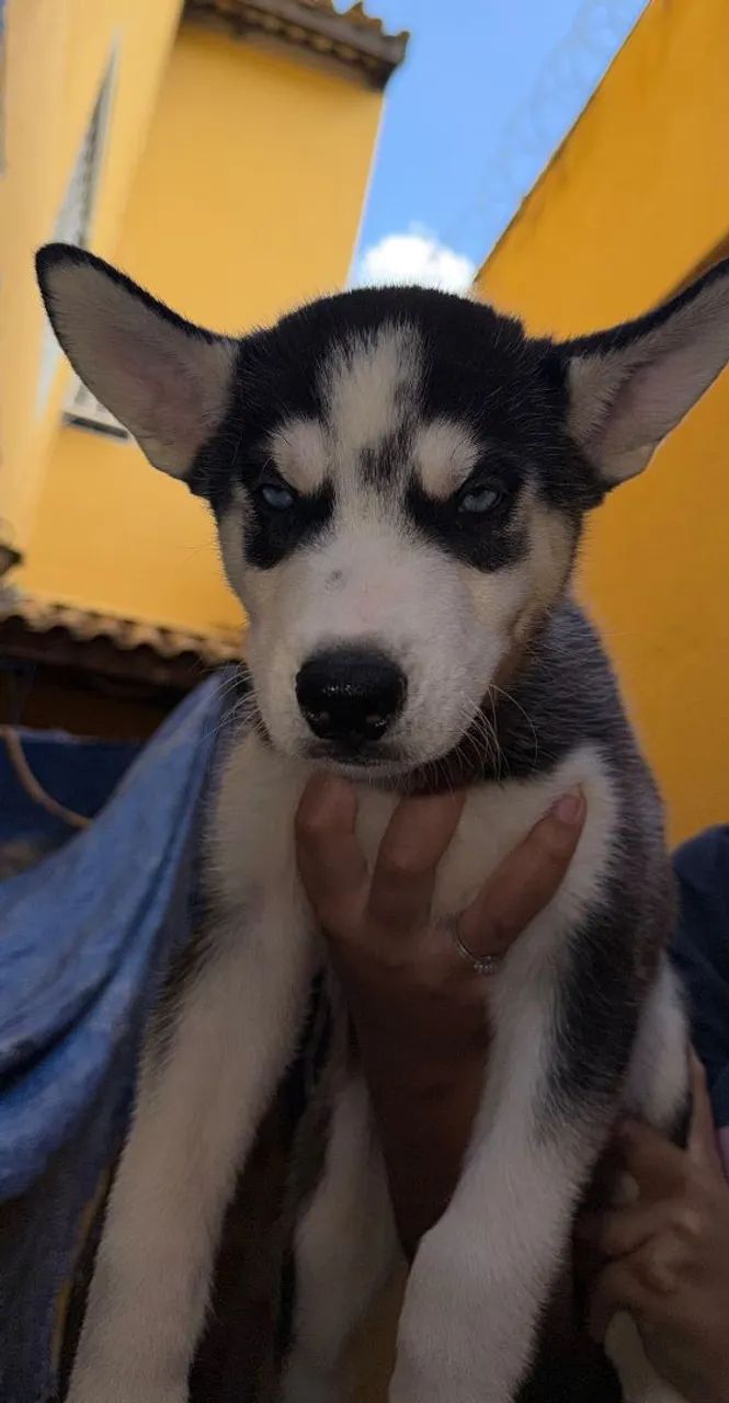 Husky siberiano - Foto 2