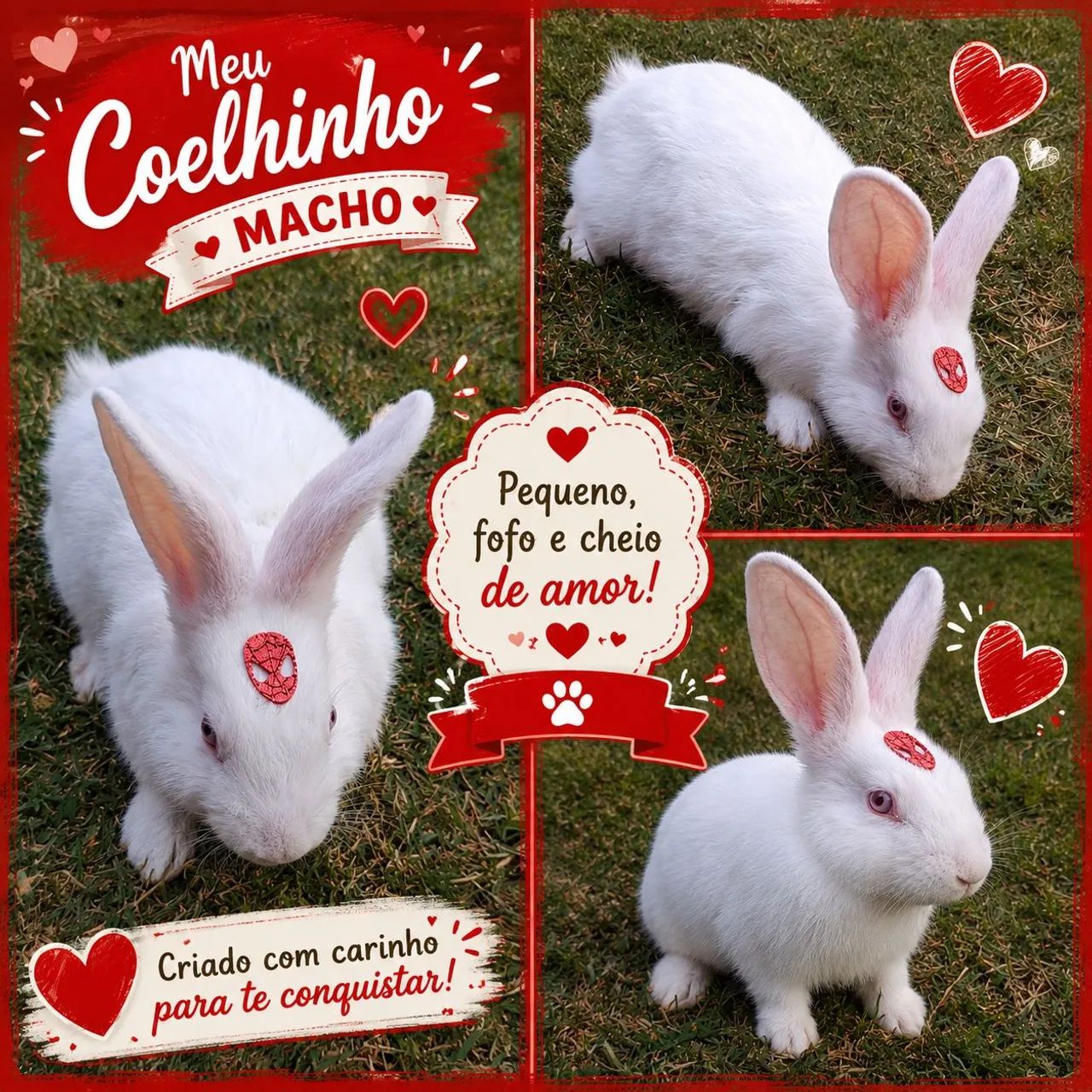 COELHO  - Foto 3