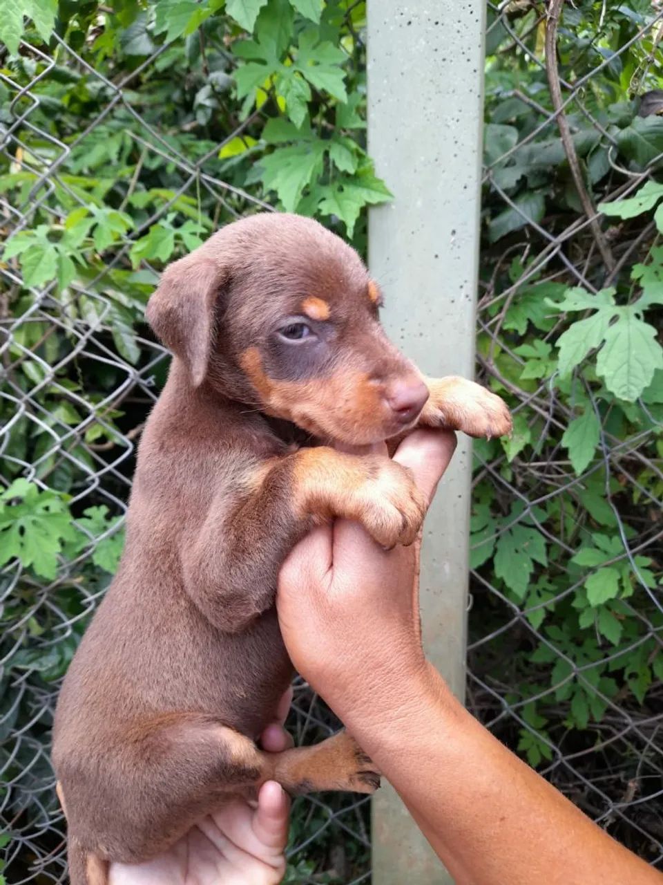 Dobermann - Foto 2