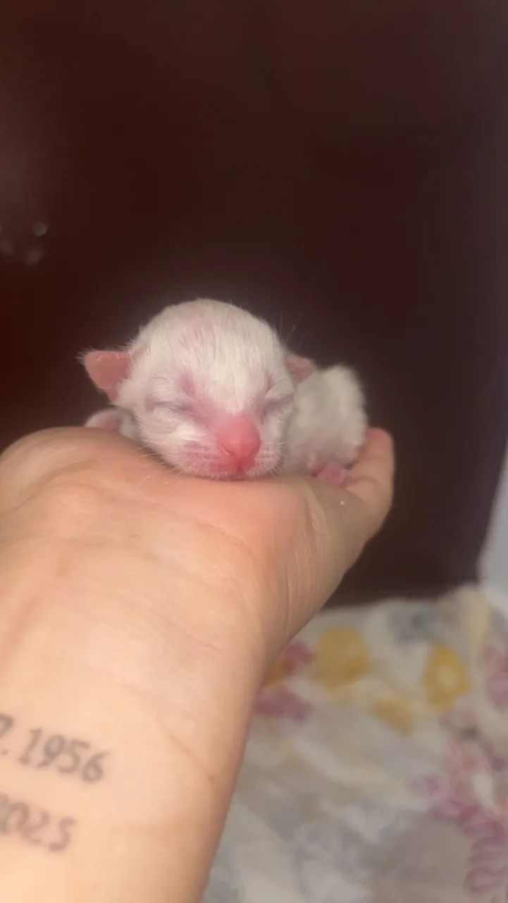 Doa-se gatinhos  - Foto 3