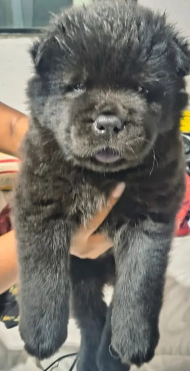 Vendo filhote da raça Chow Chow  - Foto 4