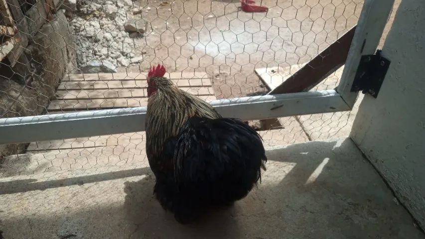 Galinhas Brahma bem cuidada. - Foto 3